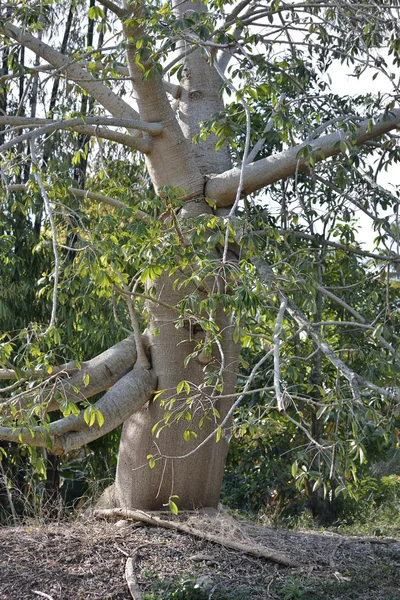 Jacaratia drzewo — Zdjęcie stockowe