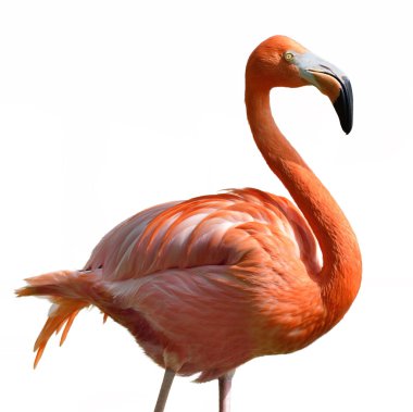 pembe flamingo