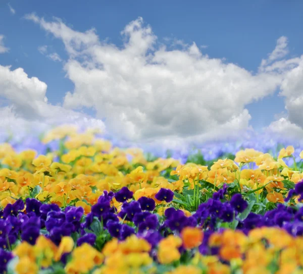 Fiori primaverili — Foto Stock