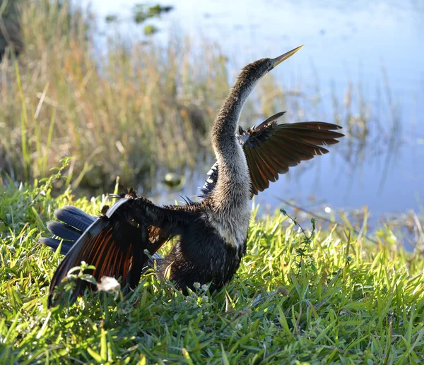 美国 anhinga 鸟 — 图库照片