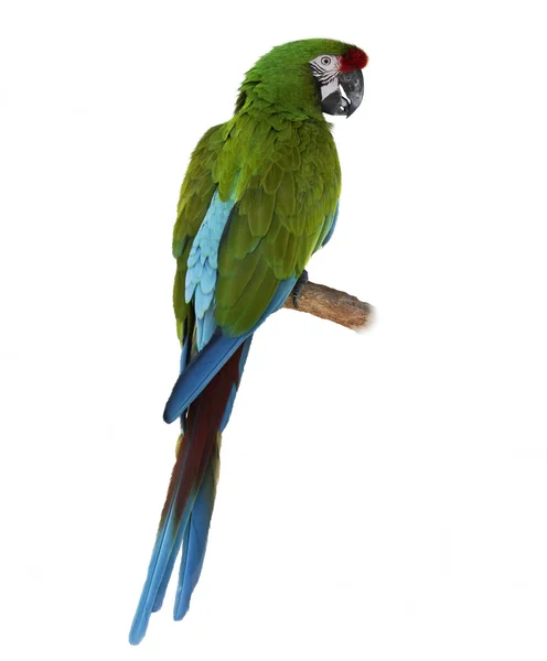 Macaw papegoja sittande — Stockfoto