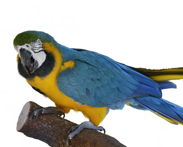 Macaw papegoja sittande — Stockfoto