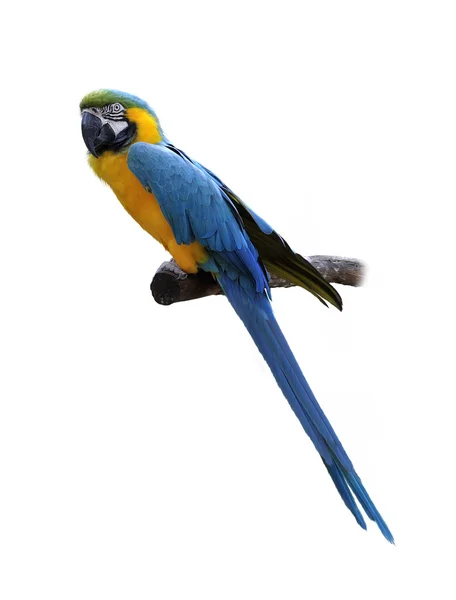 Macaw Parrot Perching — Stock Photo, Image