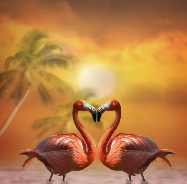 Rosafarbene Flamingos — Stockfoto