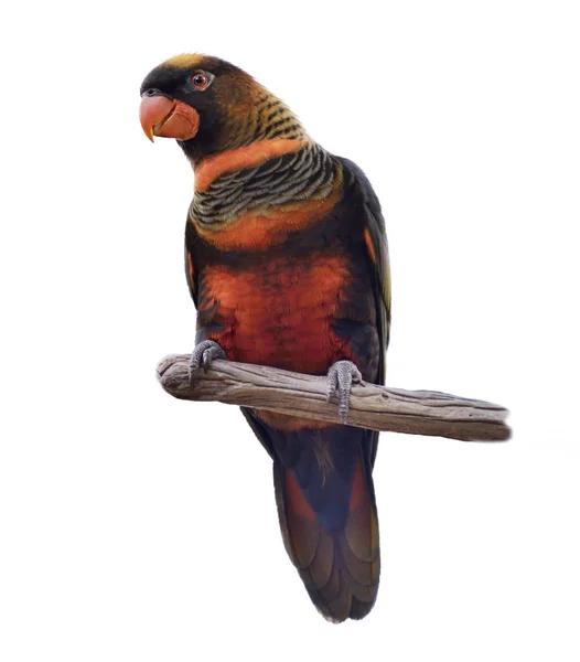 Красочный попугай — стоковое фото
