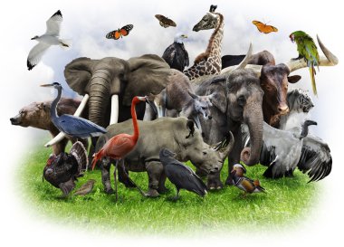 Animals Collage clipart