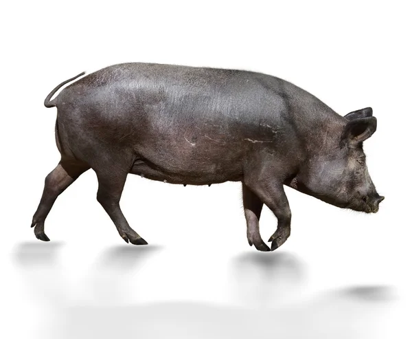 Porco selvagem — Fotografia de Stock