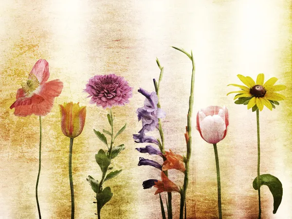 Flowers Background — Stock Photo, Image