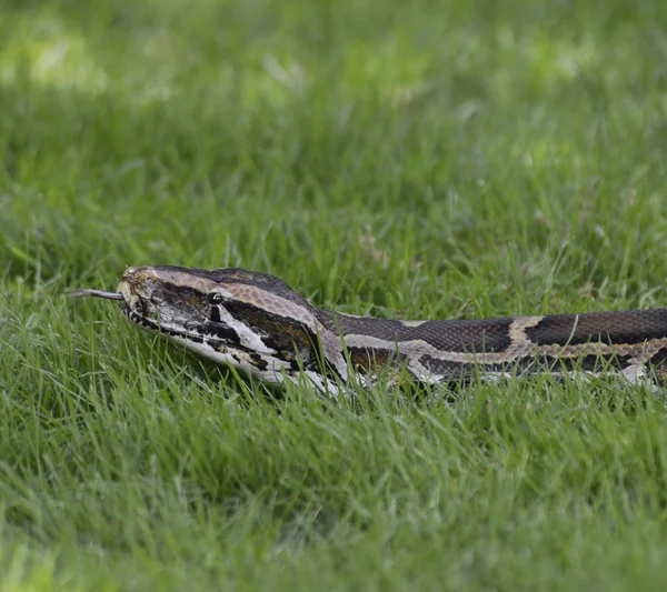 Python en la hierba — Foto de Stock