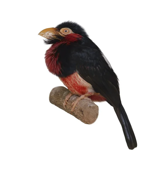 Barbet barbudo — Fotografia de Stock