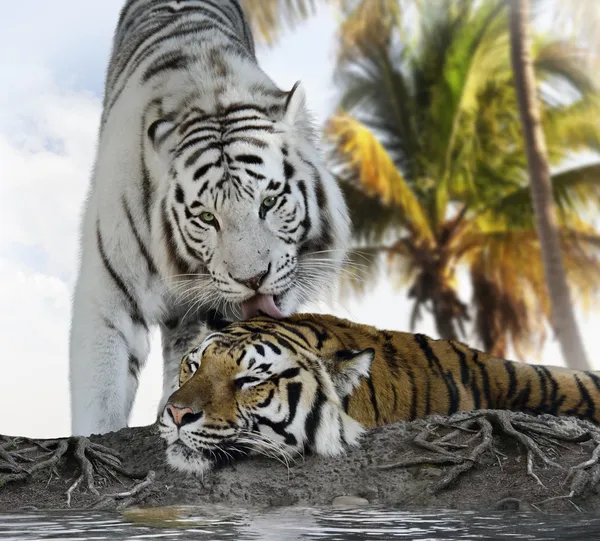 Witte en bruine tijgers — Stockfoto