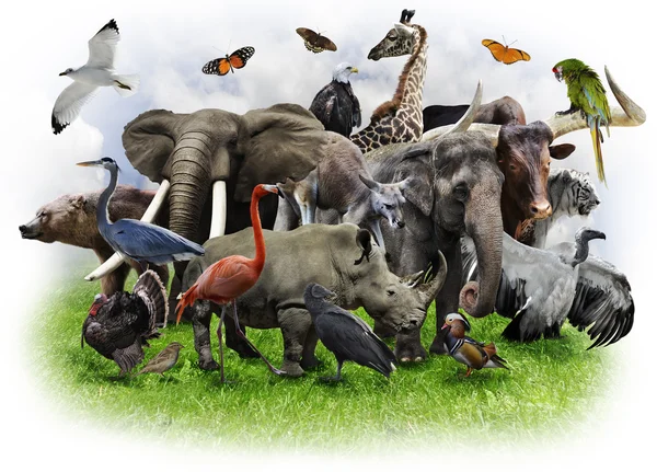 Colagem de animais — Fotografia de Stock