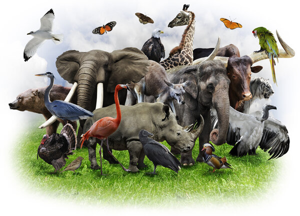 Collage d'animaux — Photo