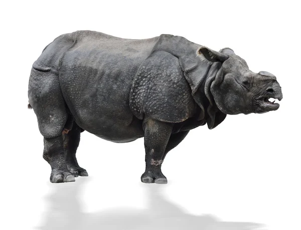 Rinoceronte indio — Foto de Stock