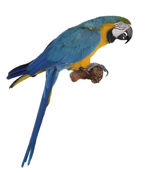 Blue parrot — стокове фото