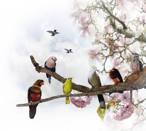 Tropičtí ptáci — Stock fotografie