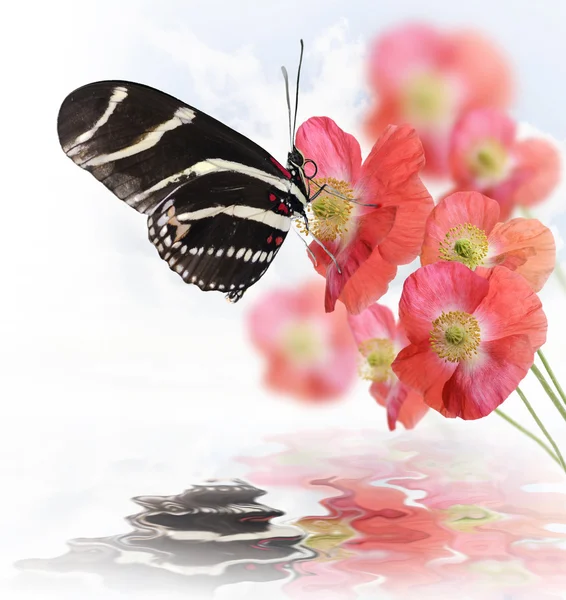 Butterfly And Flowers — Stock Photo, Image