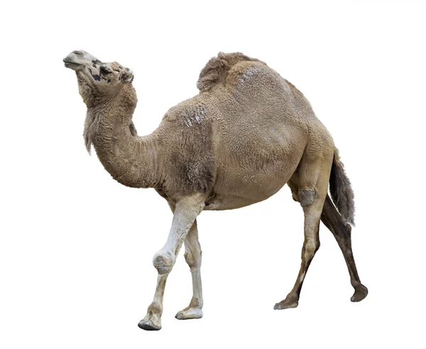 Single-humped kameel — Stockfoto