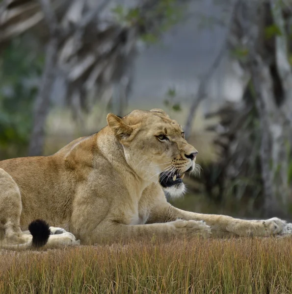 Жіночі лев — стокове фото