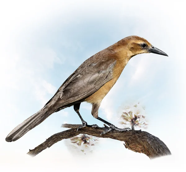 Птичий Перчинг — стоковое фото