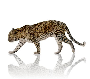 leopar