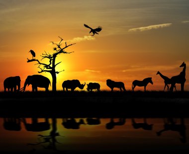 Afrika Hayvanlar
