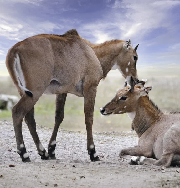 Asiatico antilopi nilgai — Foto Stock