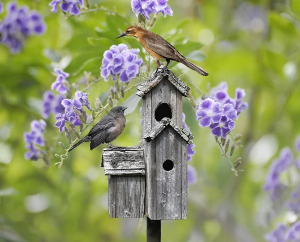 Птицы на птичьем доме — стоковое фото