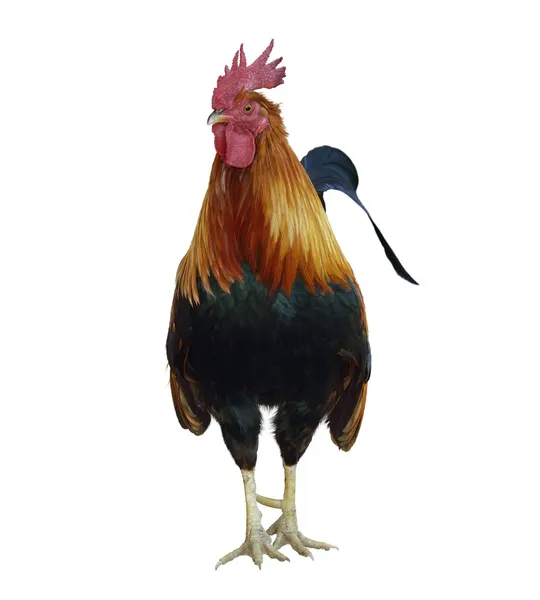 Rooster — Stock Photo, Image