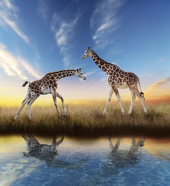 Duas girafas ao pôr do sol — Fotografia de Stock