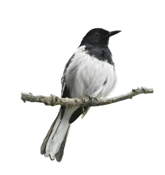 Orientaliska magpie robin — Stockfoto