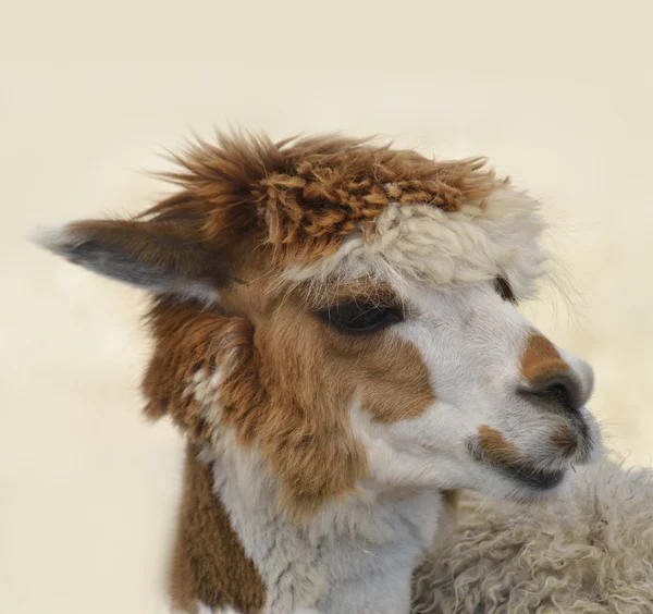 Bruine en witte alpaca — Stockfoto