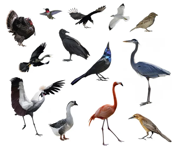 Wild Birds — Stock Photo, Image