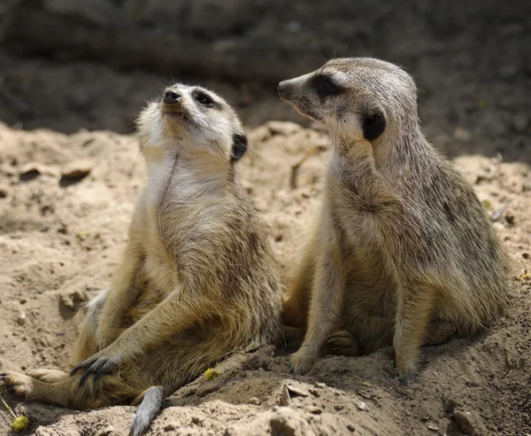 Meerkats — Stock Fotó