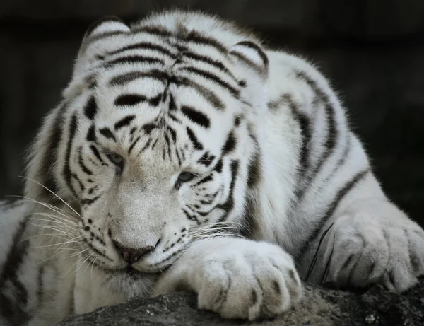 Fehér tigris portré — Stock Fotó