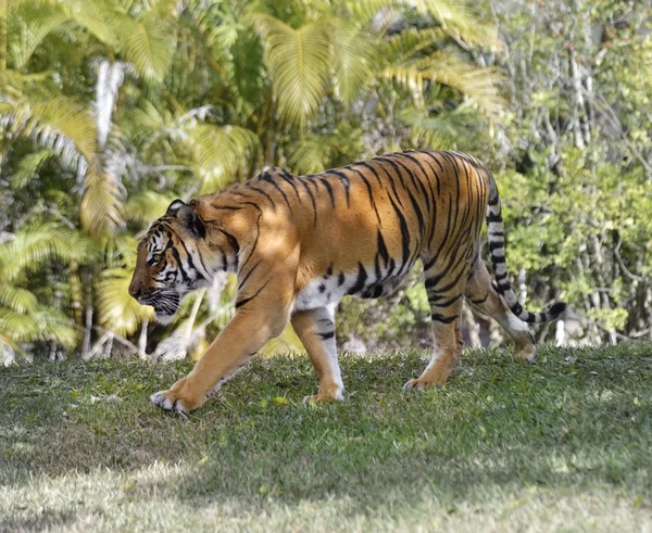 Sétáló tigris — Stock Fotó