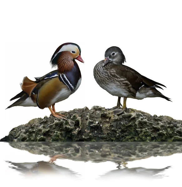 Patos-da-mandarina machos e fêmeas — Fotografia de Stock