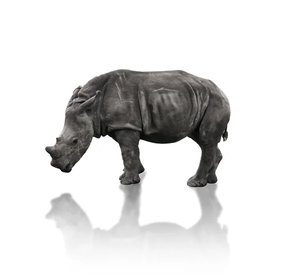 Mladé bílé nosorožce — Stock fotografie