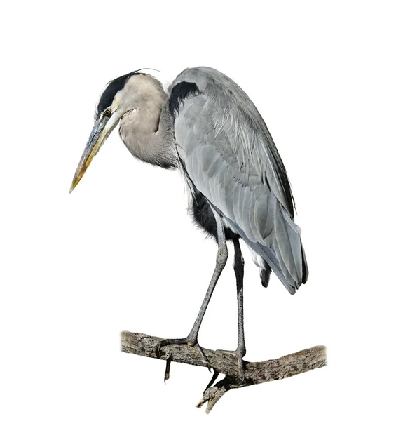 Grote blauwe reiger — Stockfoto