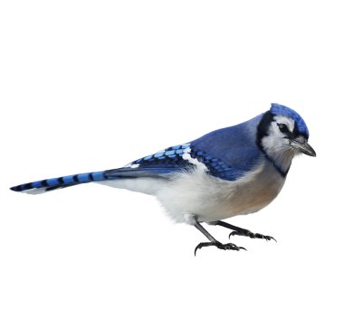 Mavi Jay (siyanocitta cristata)