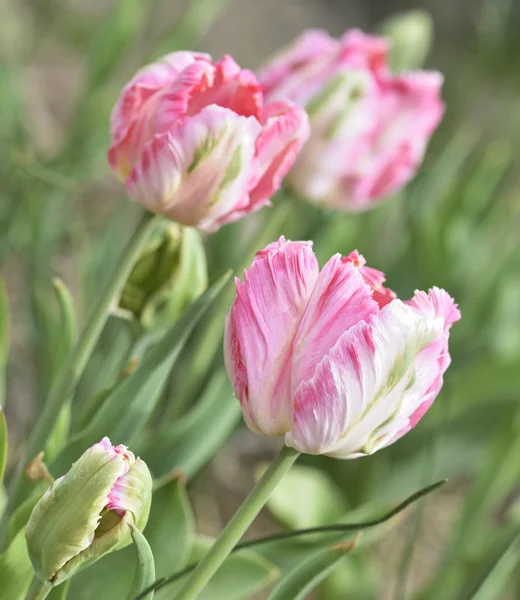 Rózsaszín tulipán — Stock Fotó