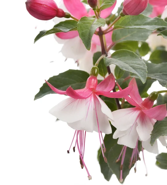 Rosa und weiße Fuchsien — Stockfoto