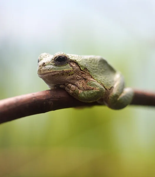 Closeup Green Tree Frog — Stock Photo, Image