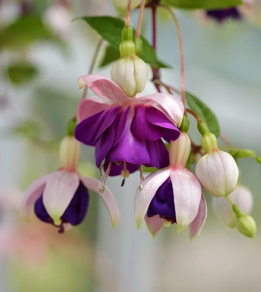 Fuchsia Fleurs — Photo