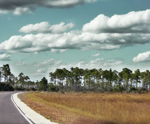 Pine Forest — Stock Photo, Image