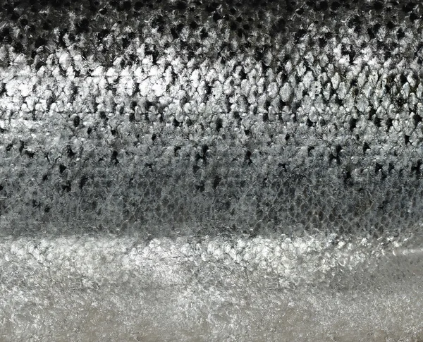 Salmon Scales ,Close Up — Stock Photo, Image