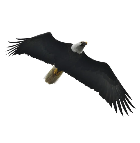 Στα ύψη το φαλακρός αετός — Φωτογραφία Αρχείου