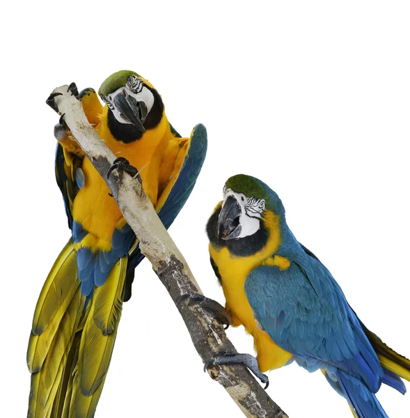 Blue Macaw Parrots — Stock Photo, Image