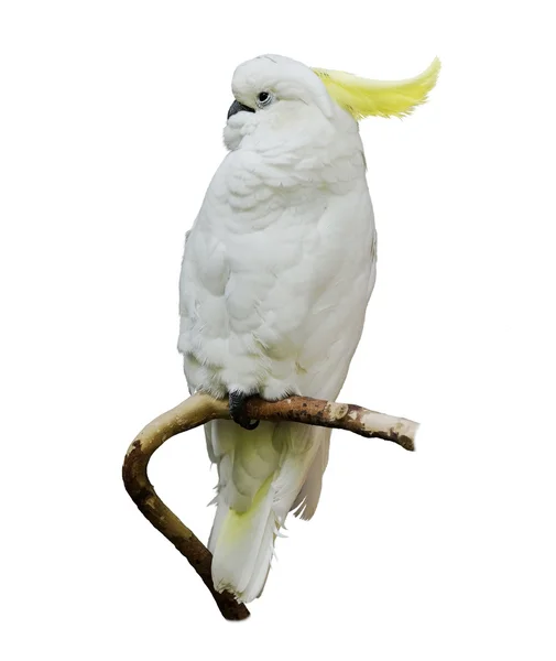 Желтоклювый какаду — стоковое фото