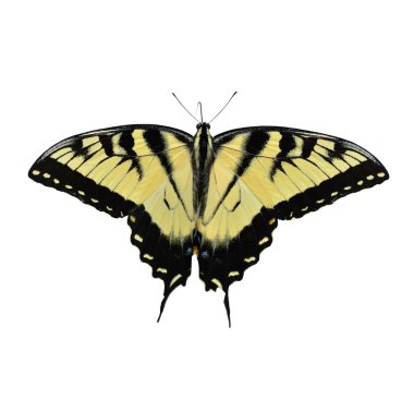 Doğu tiger swallowtail kelebek